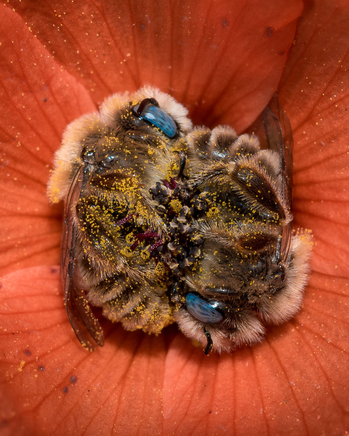 JoeNeely 4 naturaleza abejas fotografia flor fotografía salvaje curiosidad