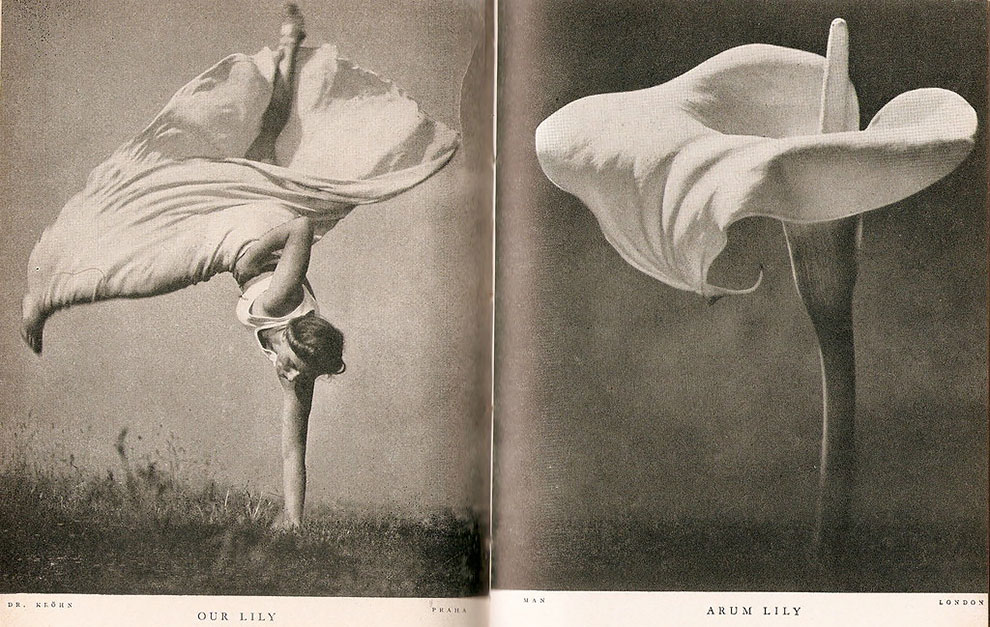 Lilliput