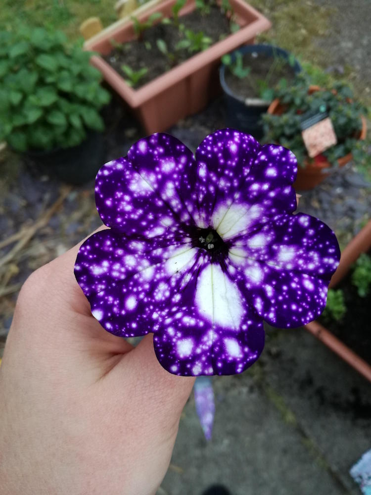 Night Sky Petunia 2 naturaleza flor galaxia universo botanica belleza
