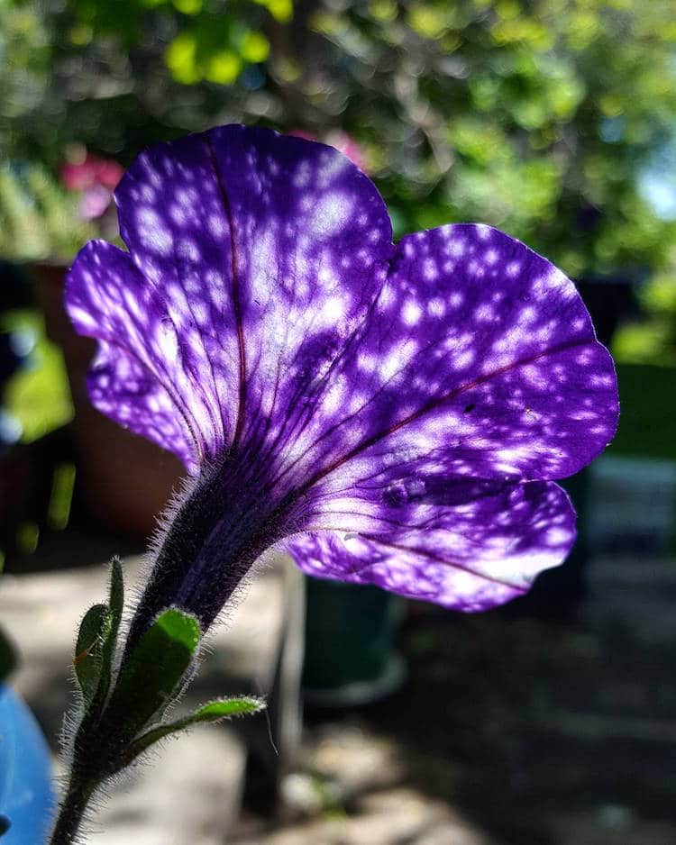 Night Sky Petunia 3 naturaleza flor galaxia universo botanica belleza