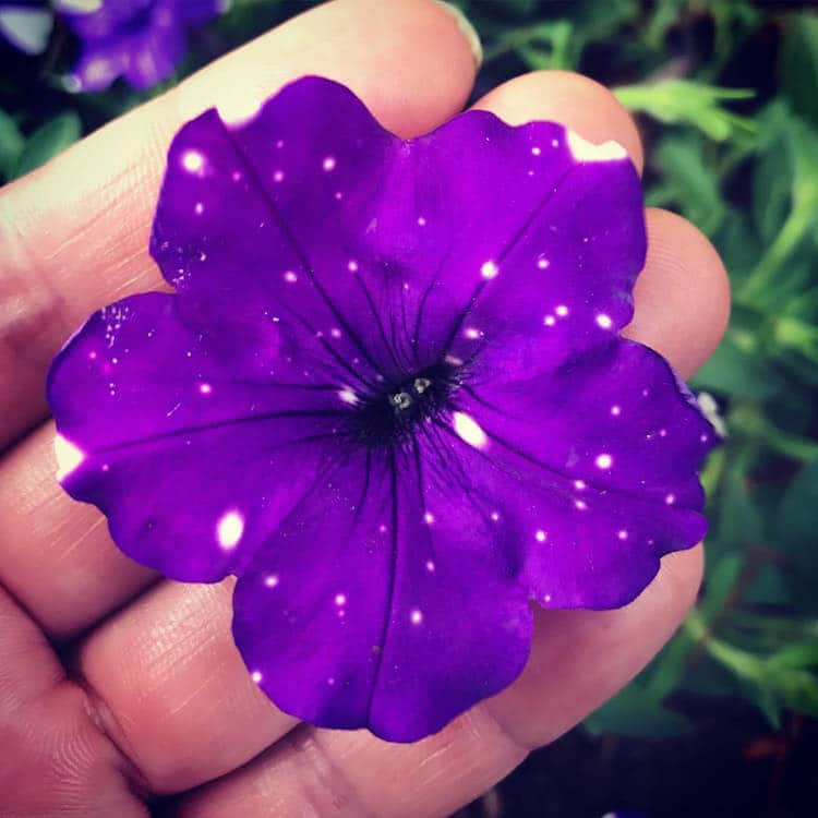 Night Sky Petunia 4 naturaleza flor galaxia universo botanica belleza