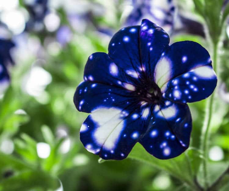 Night Sky Petunia 5 naturaleza flor galaxia universo botanica belleza