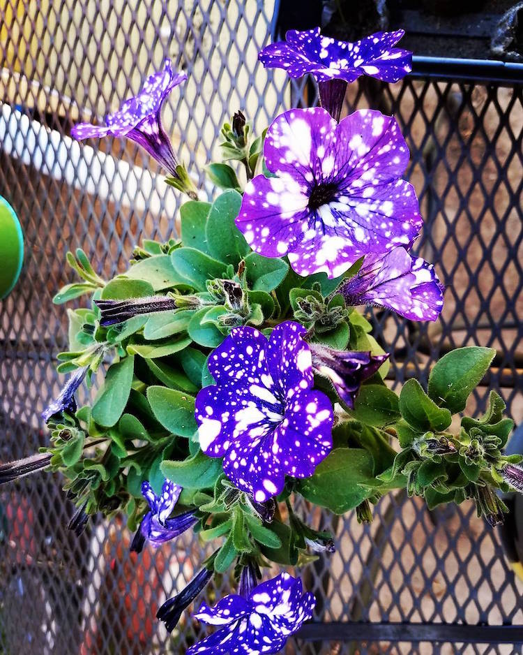 Night Sky Petunia 7 naturaleza flor galaxia universo botanica belleza