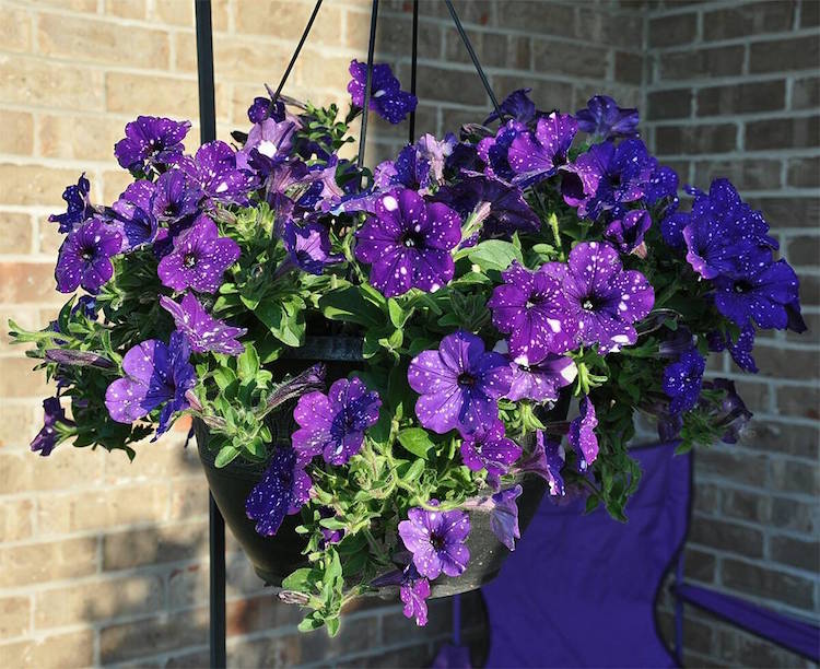Night Sky Petunia 8 naturaleza flor galaxia universo botanica belleza