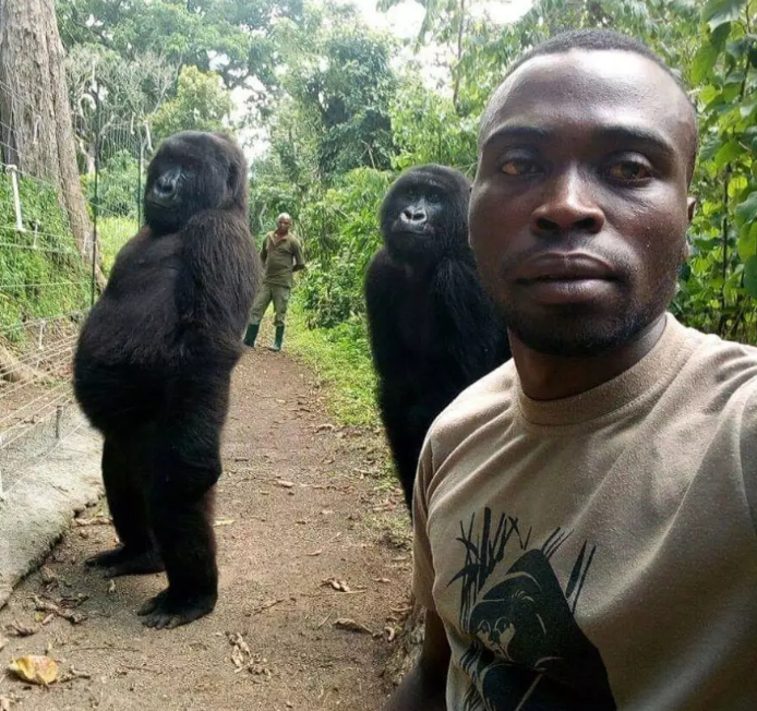 Virunga National Park 1 Congo medio ambiente gorila vida salvaje peligro de extincion