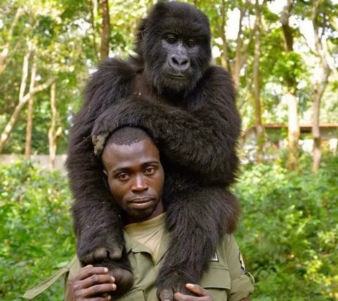 Virunga National Park 2 Congo medio ambiente gorila vida salvaje peligro de extincion