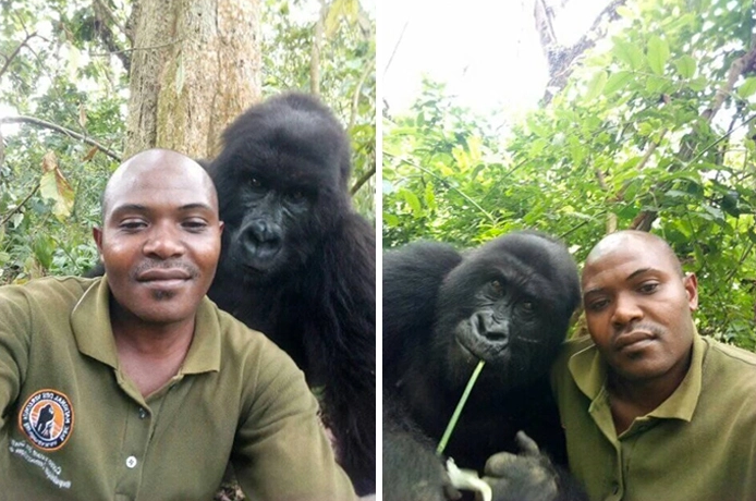 Virunga National Park 3 Congo medio ambiente gorila vida salvaje peligro de extincion