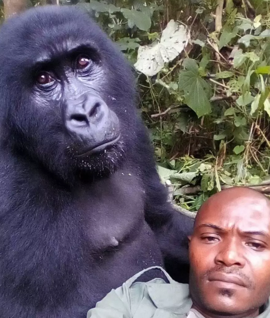 Virunga National Park 4 Congo medio ambiente gorila vida salvaje peligro de extincion