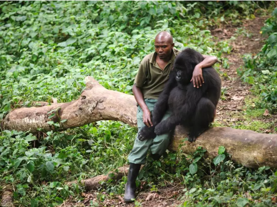 Virunga National Park 5 Congo medio ambiente gorila vida salvaje peligro de extincion