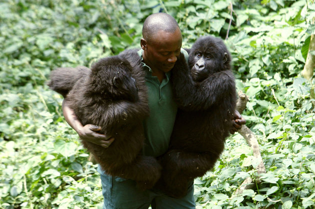 Virunga National Park 6 Congo medio ambiente gorila vida salvaje peligro de extincion