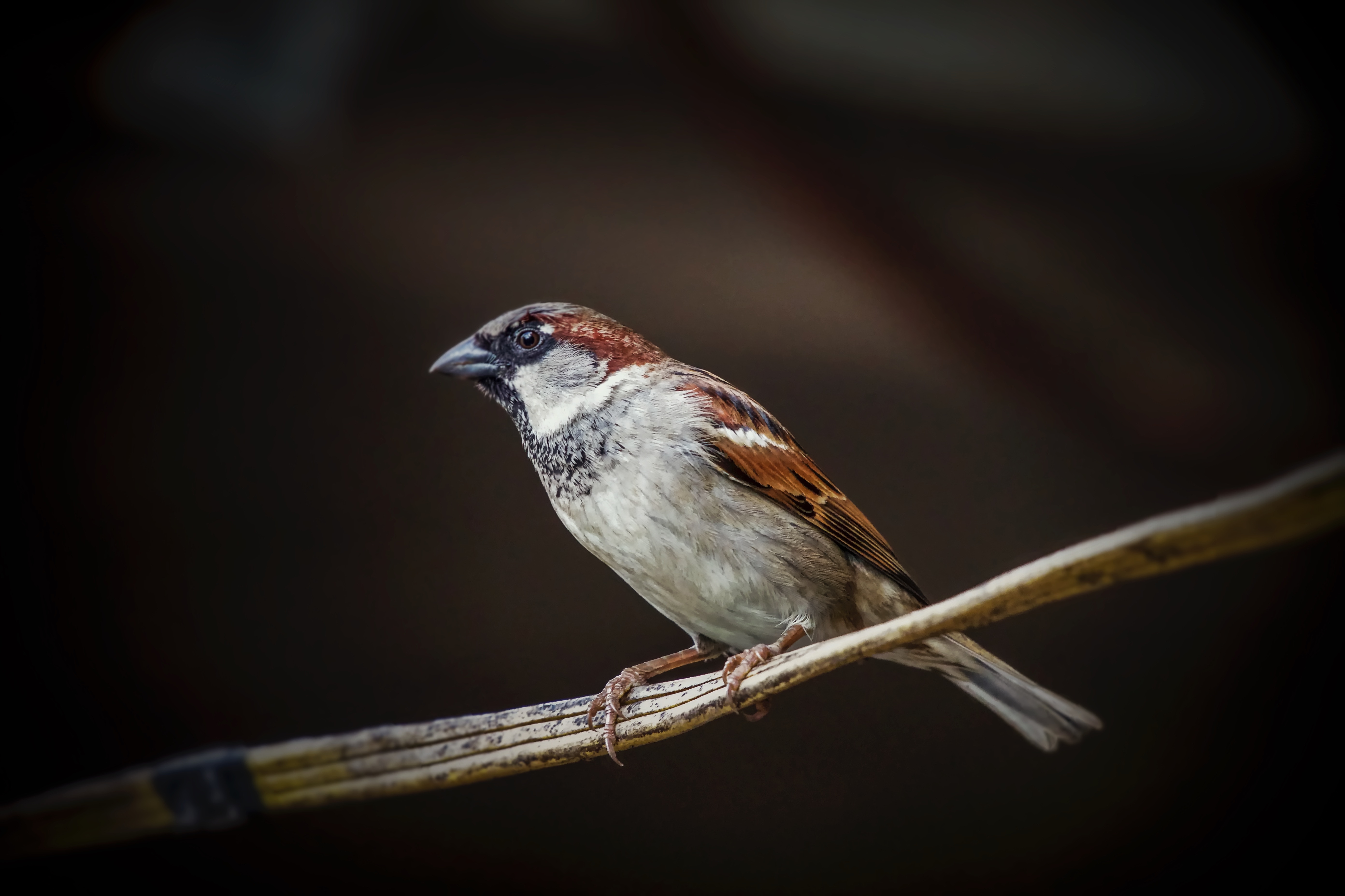 carlos quintero 555298 unsplash
