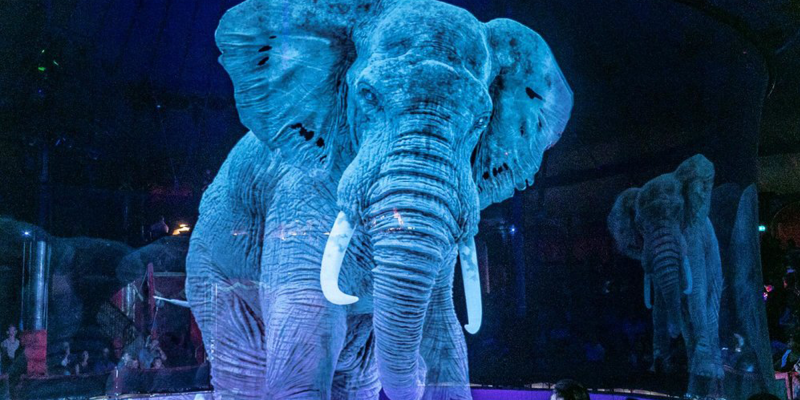 cirque roncalli animaux 6