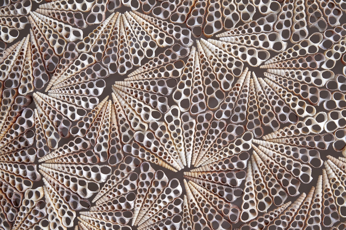 esculturas conchas 07