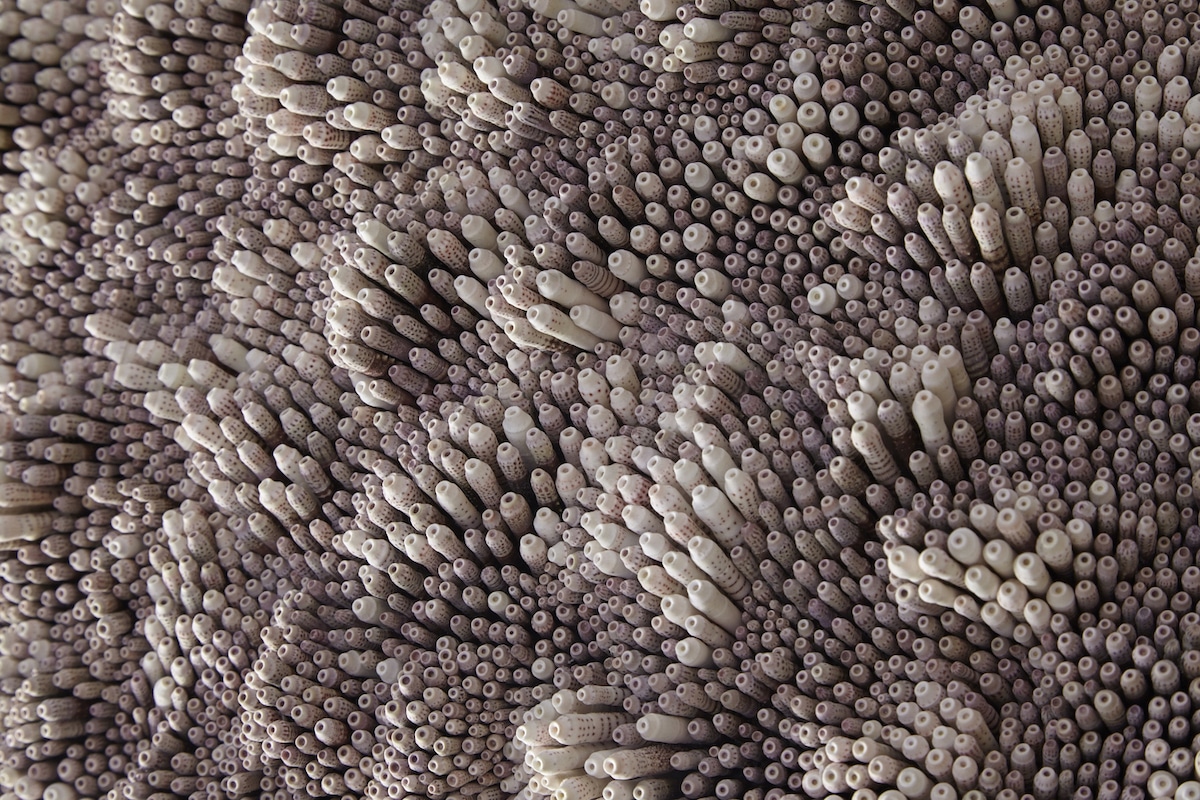 esculturas conchas 09