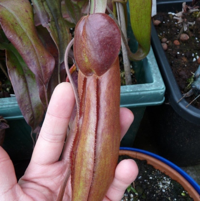 palanta 1