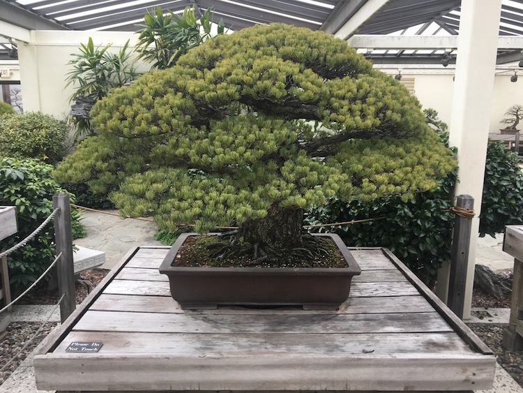 Bonsai 2 Hiroshima Masaru Yamaki naturaleza arbol