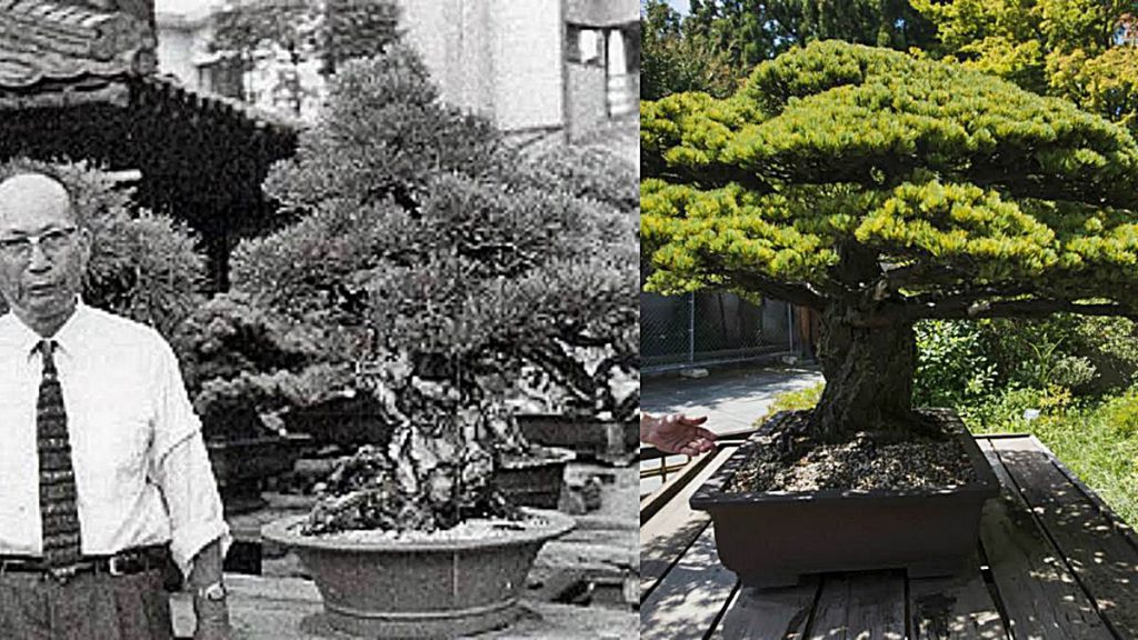 Bonsai 3 Hiroshima Masaru Yamaki naturaleza arbol