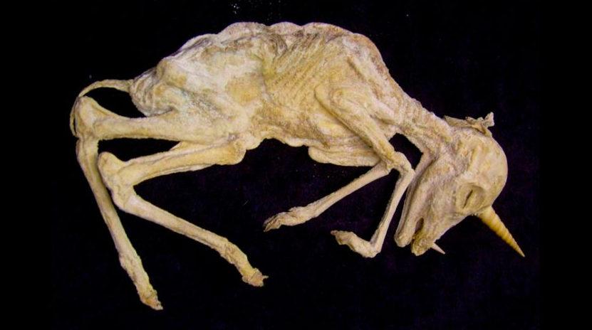 Fósil de unicornio.