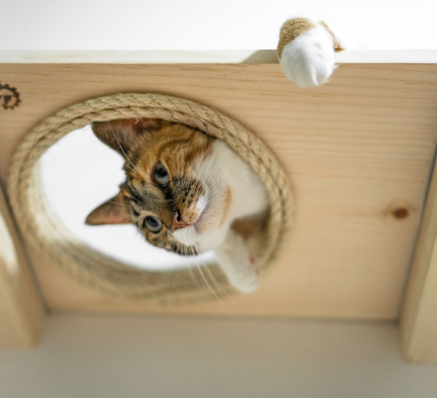 Catastrophicreactions 4 diseno diseno de interiores gato mascota muebles minimalismo