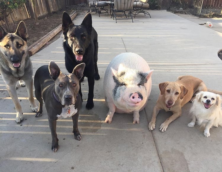 Chowder 2 cerdo vietnamita perro mascota naturaleza animal humor Instagram