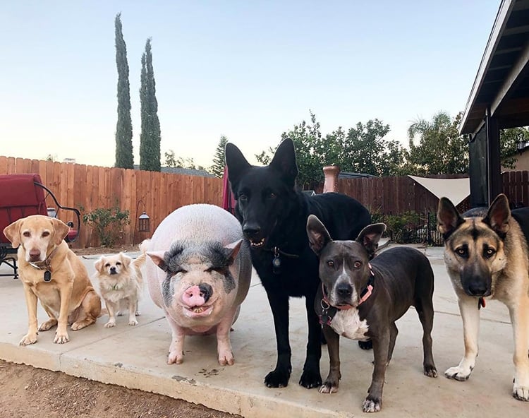 Chowder 6 cerdo vietnamita perro mascota naturaleza animal humor Instagram