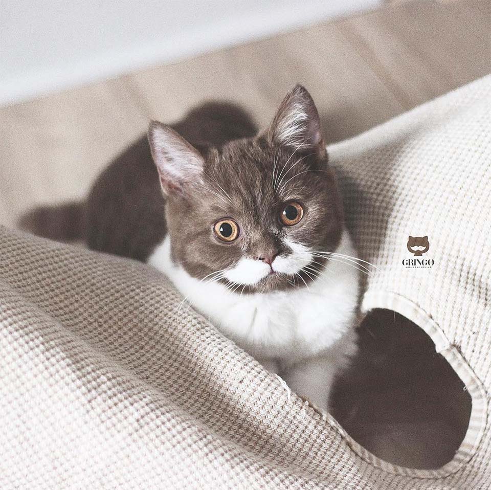 Gato Gringo