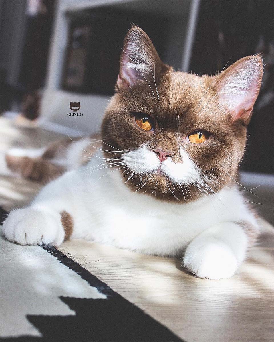 Gato con bigote blanco