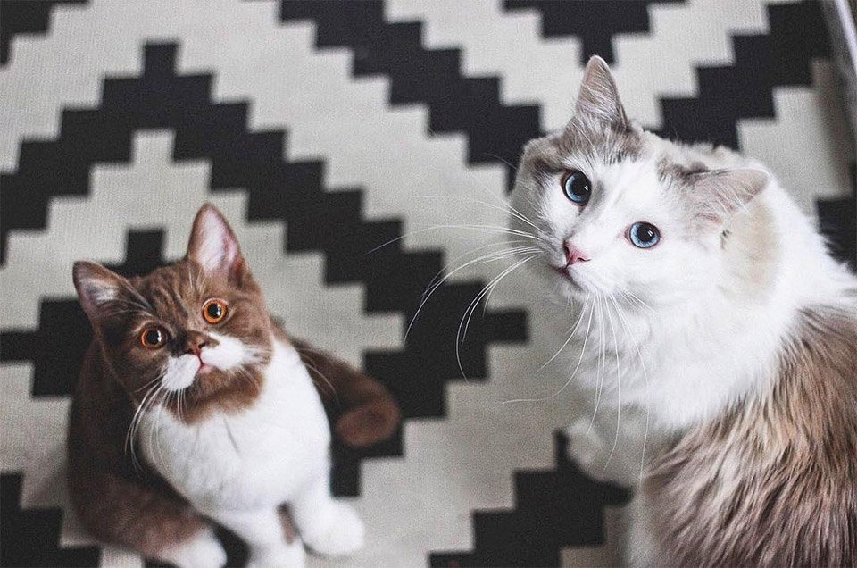 Gringo y su hermanito