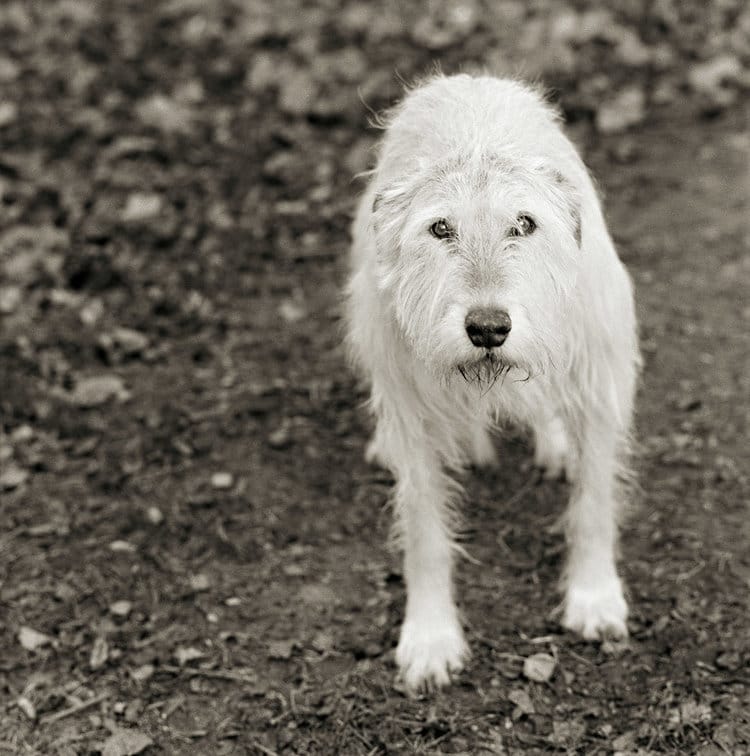 Isa Leshko 10 animales fotografia vejez estilo de vida retratos