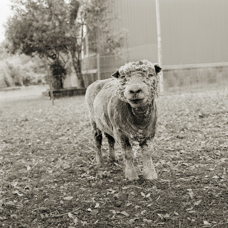 Isa Leshko 1 animales fotografia vejez estilo de vida retratos