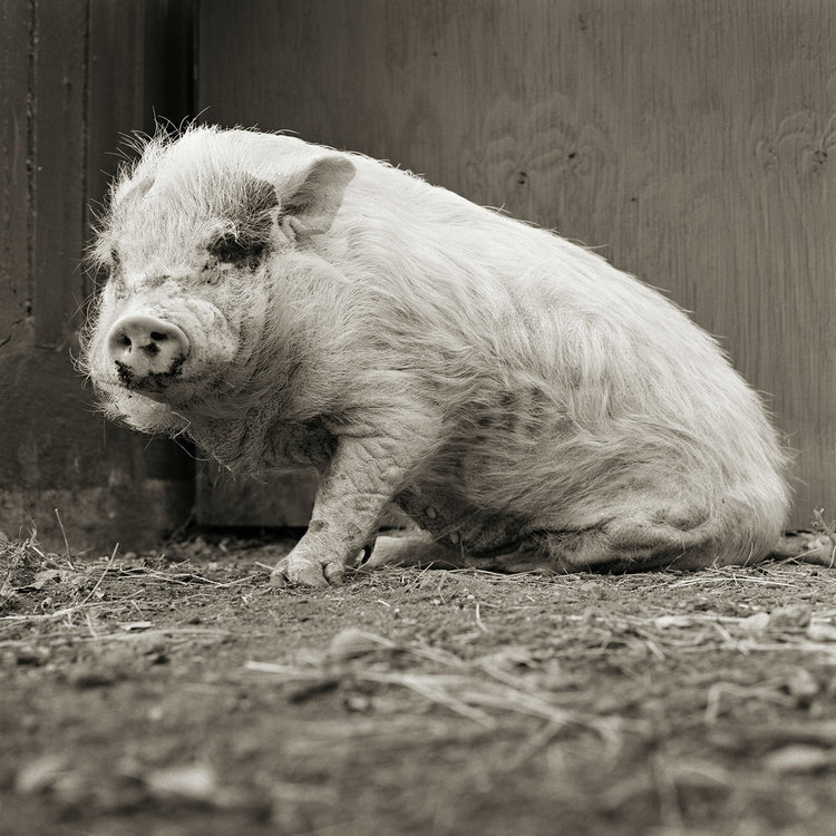 Isa Leshko 3 animales fotografia vejez estilo de vida retratos