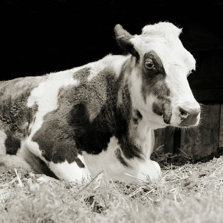 Isa Leshko 5 animales fotografia vejez estilo de vida retratos