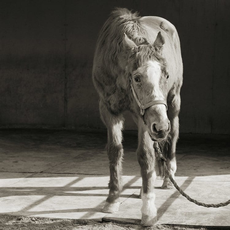 Isa Leshko 6 animales fotografia vejez estilo de vida retratos