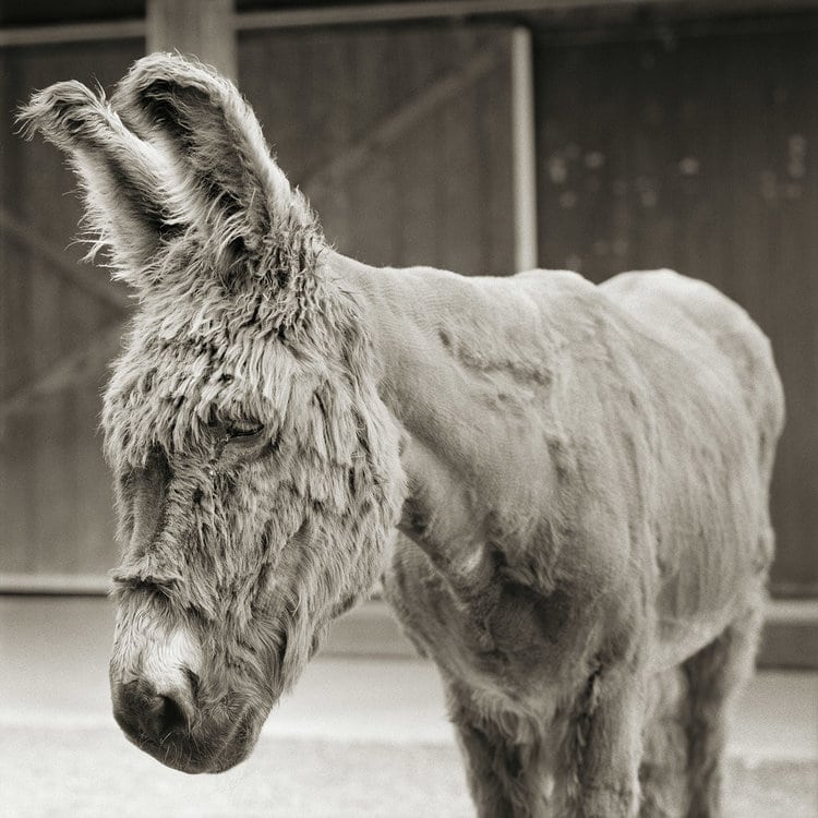 Isa Leshko 7 animales fotografia vejez estilo de vida retratos