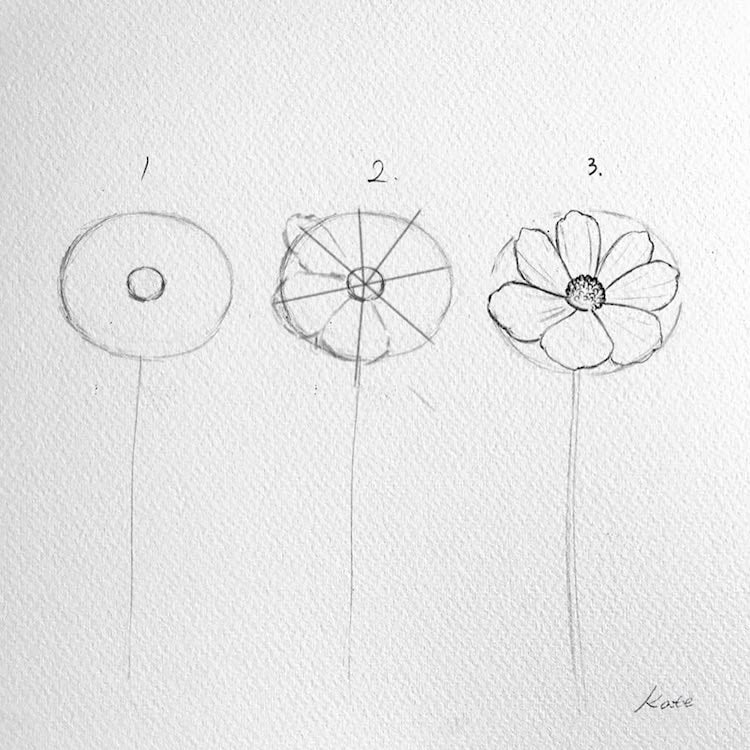 Kate Kyehyun Park 2 flores ilustracion dibujo Instagram botanica naturaleza