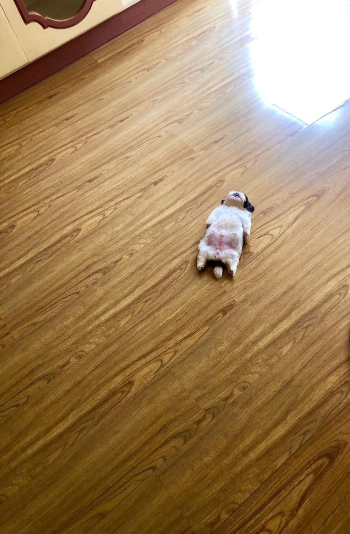 Paningning 1 perro mascota humor Instagram