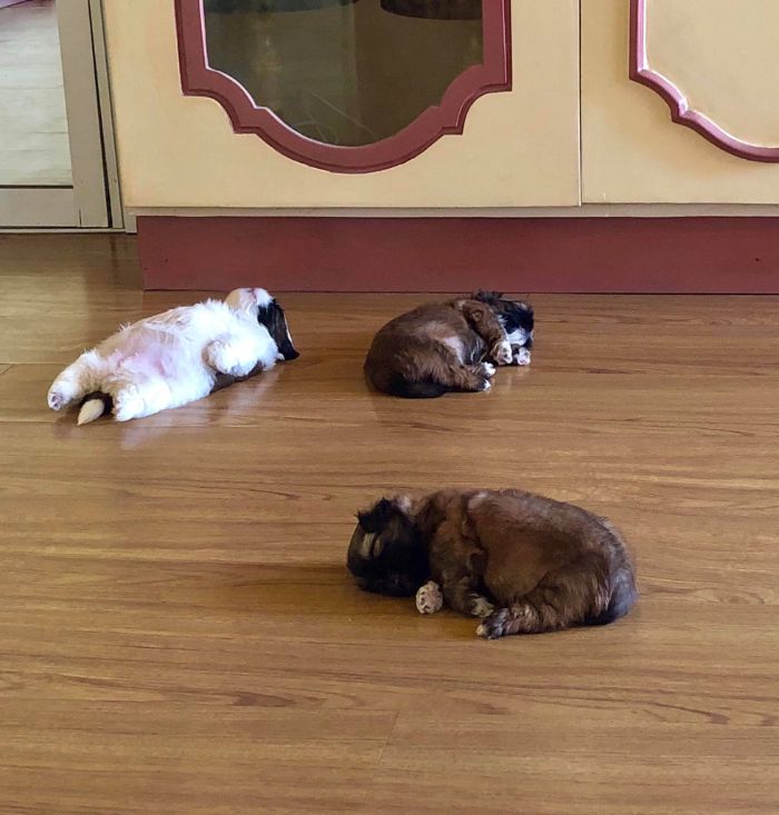 Paningning 2 perro mascota humor Instagram