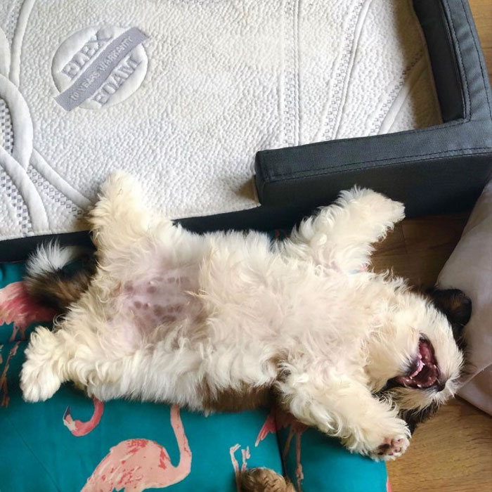 Paningning 3 perro mascota humor Instagram