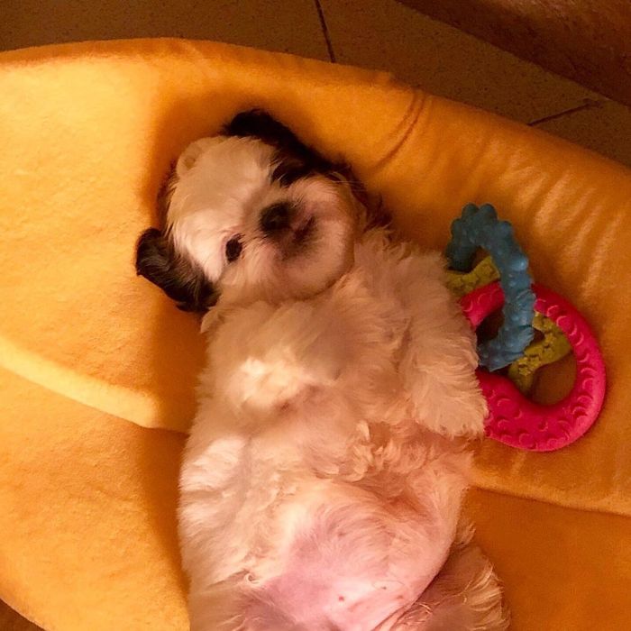 Paningning 4 perro mascota humor Instagram