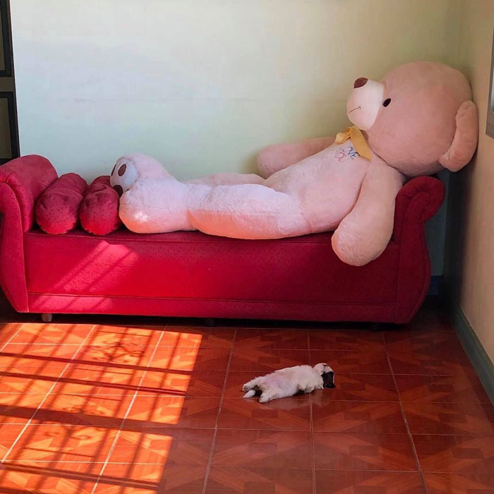 Paningning 5 perro mascota humor Instagram