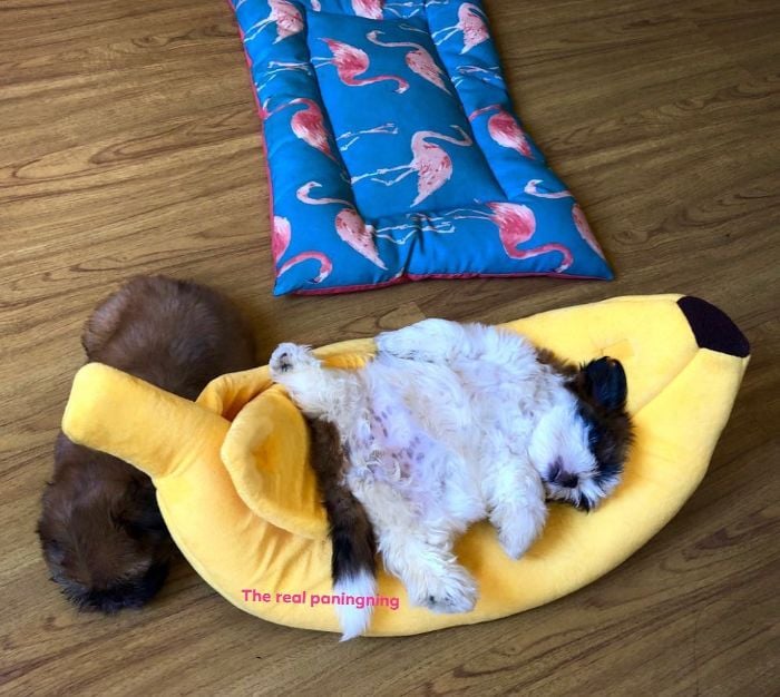 Paningning 6 perro mascota humor Instagram