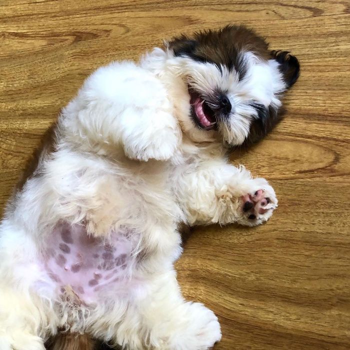Paningning 7 perro mascota humor Instagram