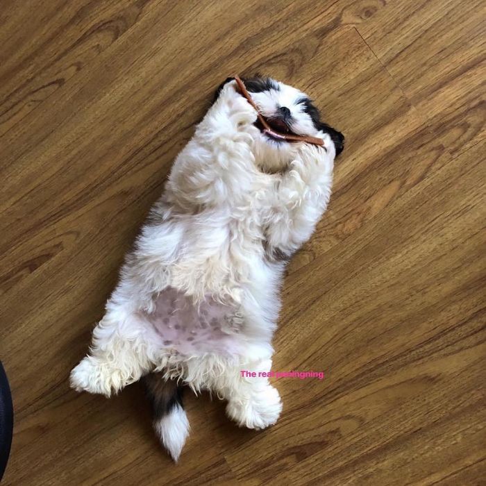 Paningning 9 perro mascota humor Instagram