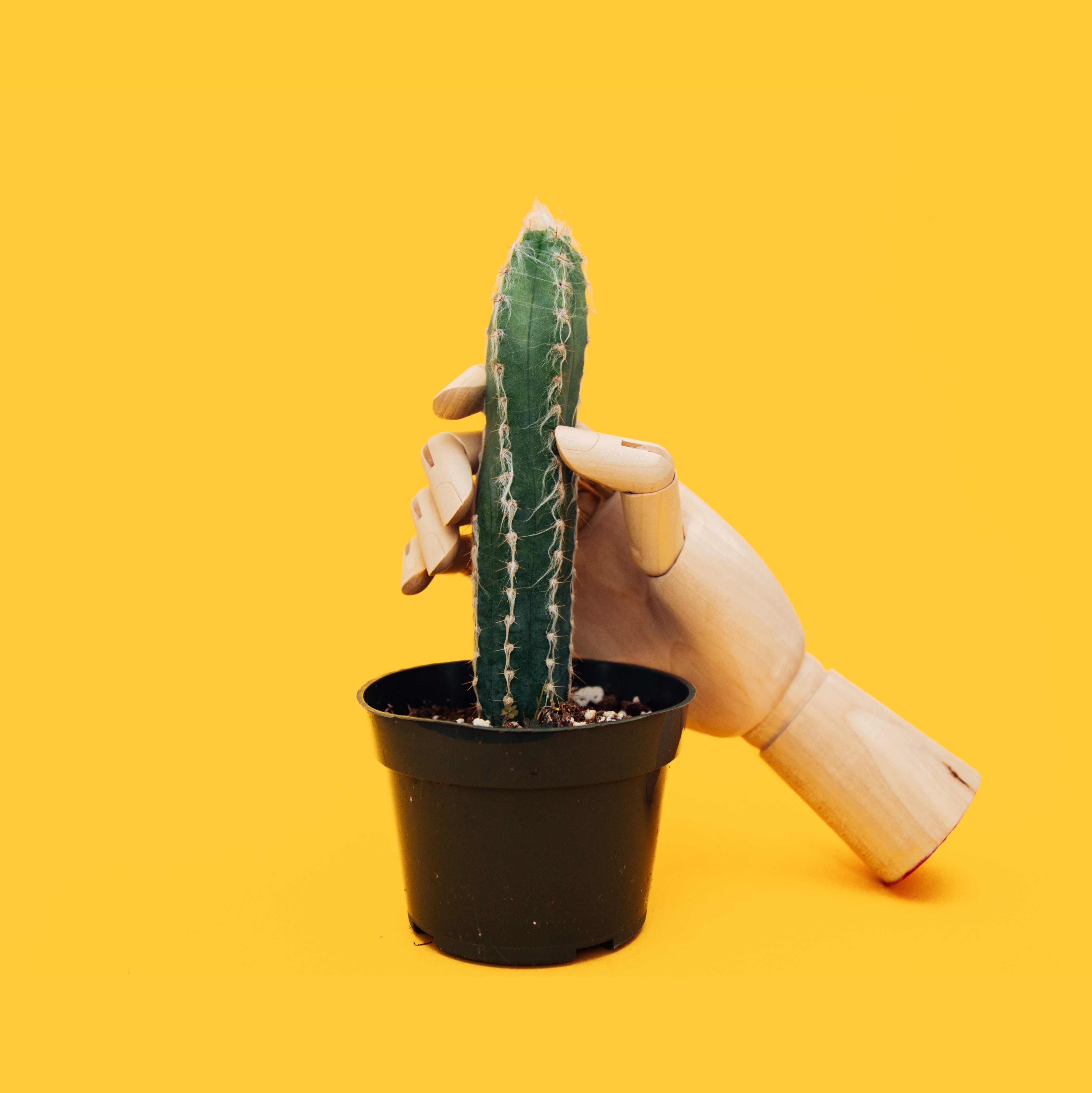Cactus y mano de madera maniqui