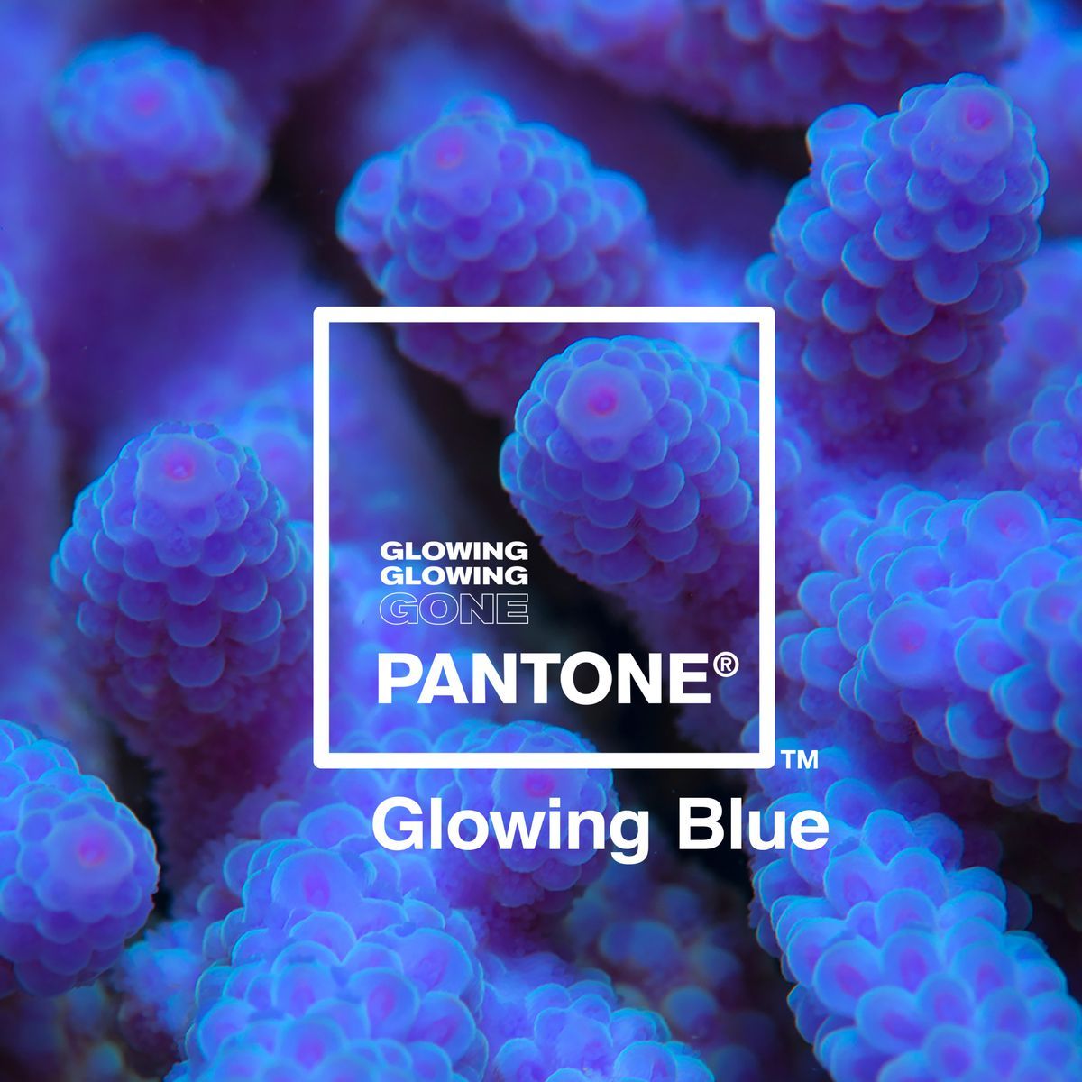 pantone glowing coral2