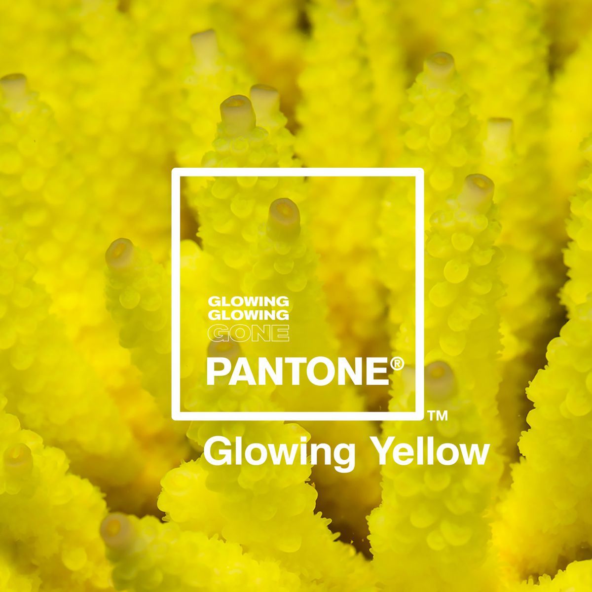 pantone glowing coral3