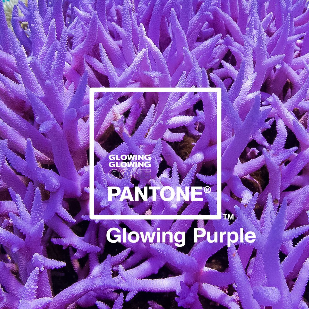 pantone glowing coral4