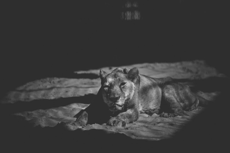 Shafiqul Islam 2 animales zoologico Banglades estilo de vida sociedad