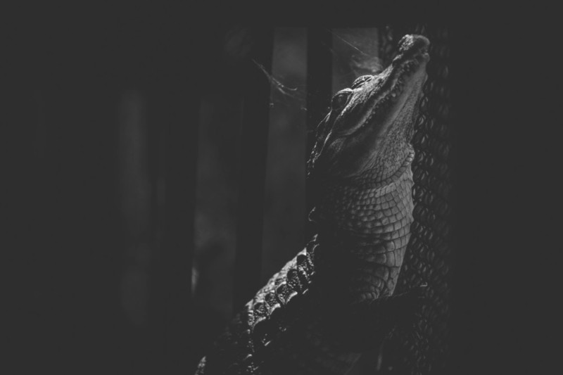 Shafiqul Islam 4 animales zoologico Banglades estilo de vida sociedad
