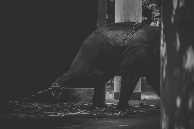 Shafiqul Islam 5 animales zoologico Banglades estilo de vida sociedad